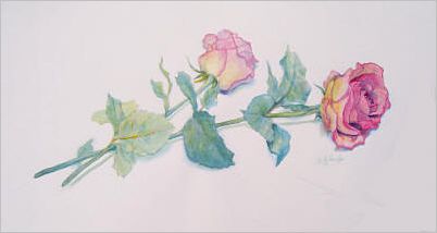 Rose Study